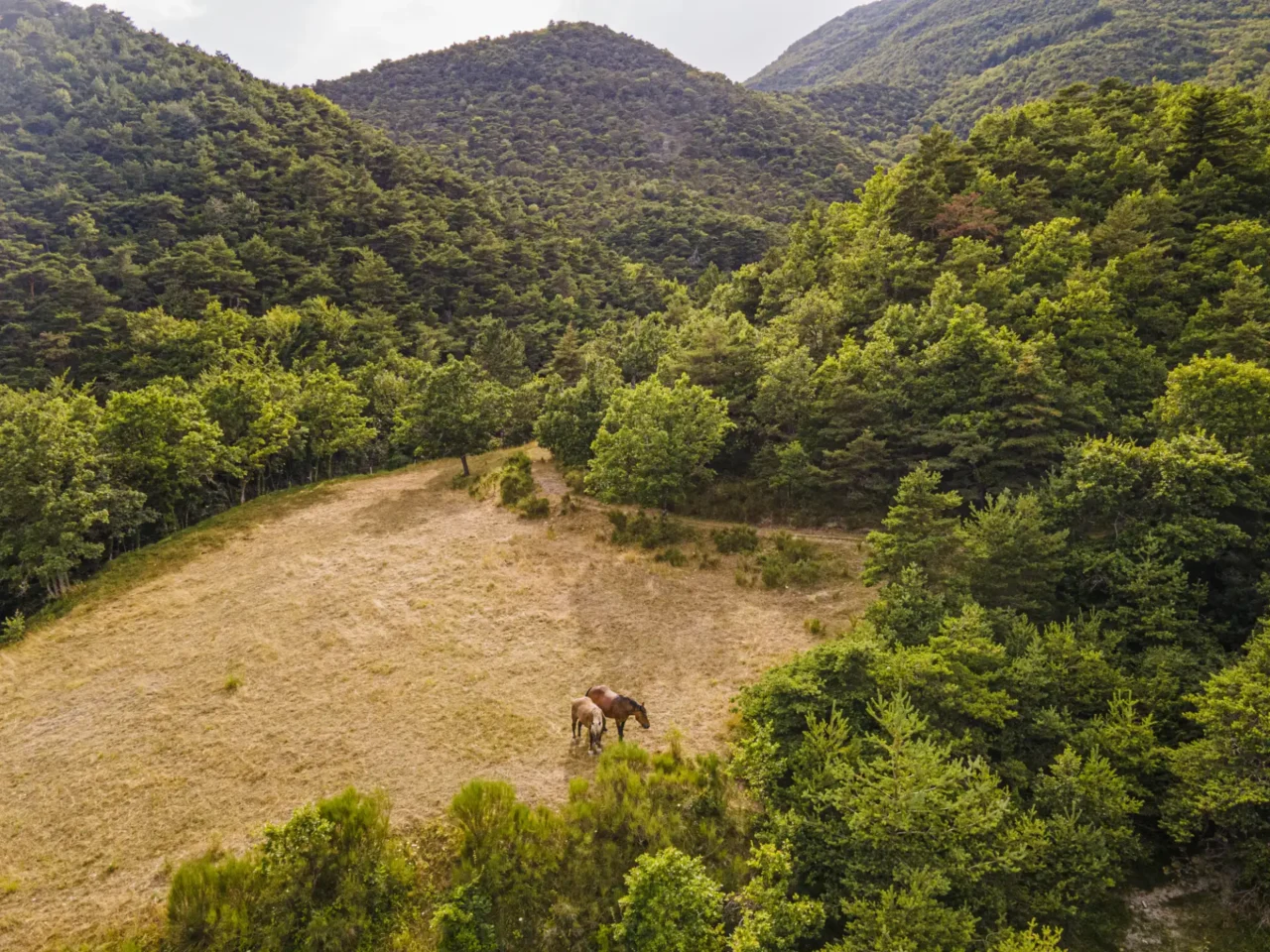 DJI