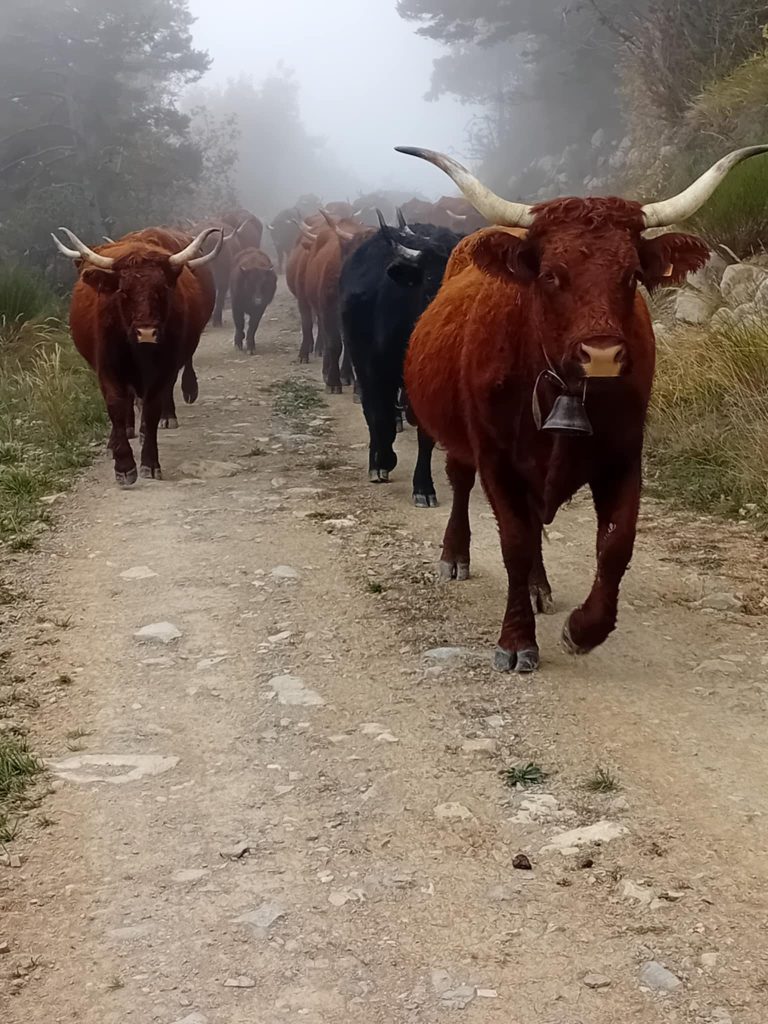 vaches richaud